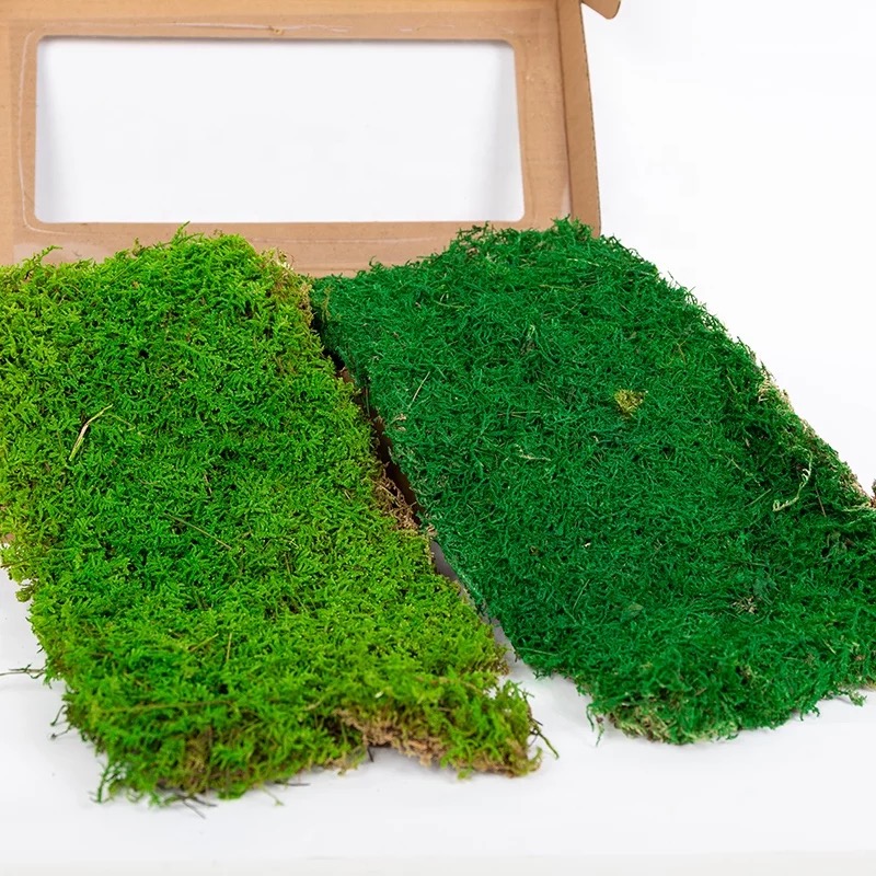 Preserved flat moss